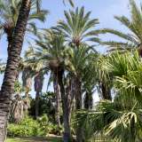 La nostra guida ci porta ora su un sentiero che conduce nel cuore del parco. La prima parte dell�area � dominata dalle alte palme da dattero egiziane...